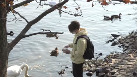 a young boy in covid-19 mask feeding dusk near the river.