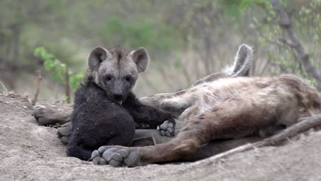 a hyena cub grooming himself beside his sleeping mother