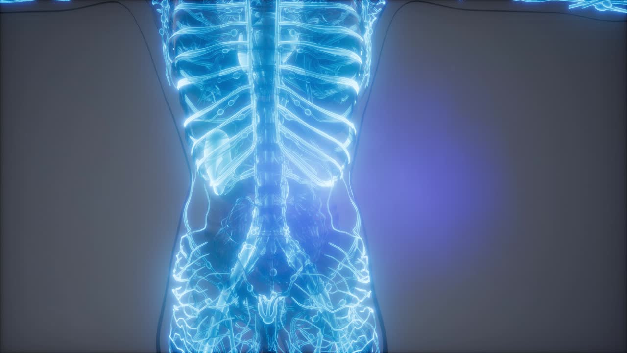 vasos sanguíneos del cuerpo humano