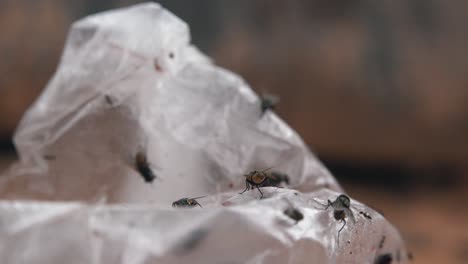 muchas moscas explorando una bolsa de plástico de un solo uso
