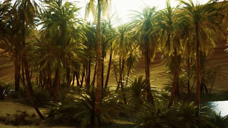 palm trees inside the dunes