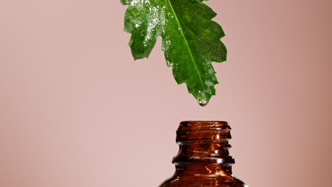 essential oil extraction from leaf
