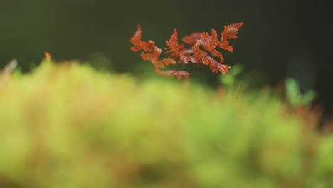 Withered-fern-leaf-above-the-lush-green-carpet-of-moss