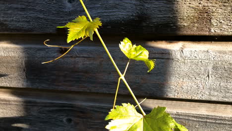 green grape branch on the background of a wooden fence