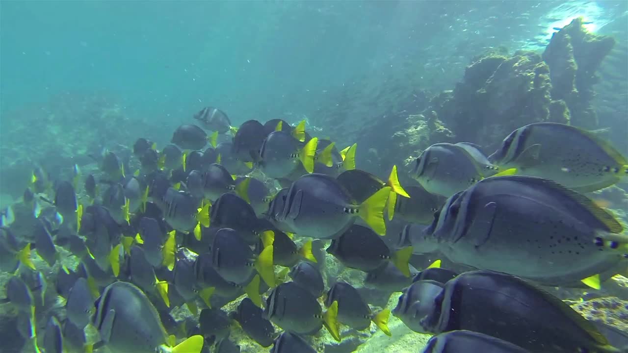 에콰도르 갈라파고스 국립공원의 산티아고 섬에 있는 솜베로 치노에 있는 검은 줄무늬 살레마와 레이저 외과의의 수중 영상