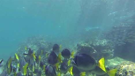 Imágenes-Submarinas-De-Una-Escuela-De-Salema-Rayado-Negro-Y-Pez-Cirujano-Navaja-En-Sombero-Chino-En-La-Isla-De-Santiago-En-El-Parque-Nacional-Galápagos-Ecuador