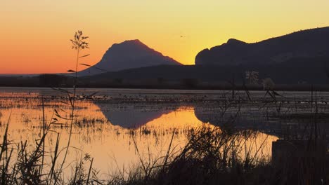 flock of birds flying over marshlands at dawn