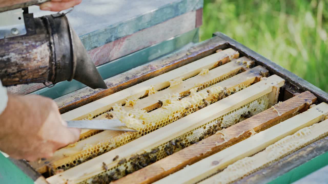 Apiarist working in the hive with smoke by chimney and scrubs the wax from the frames. Beekeeper uncapping honeycomb with special beekeeping fork outdoors. Apiary concept.