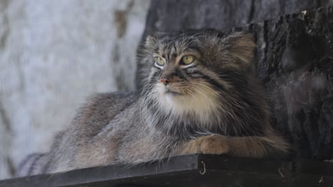 asian leopard cat