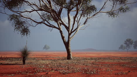 Afrikanische-Landschaft-Mit-Akazienbäumen