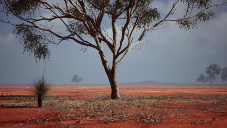 paisaje africano con árboles de acacia