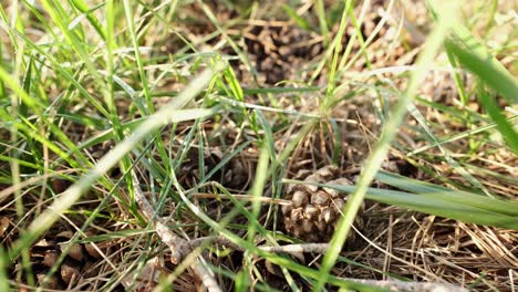 Primer-Plano-Relajante-De-Pequeños-Conos-De-Pino-Excavados-En-La-Hierba-Verde-Mientras-Sopla-El-Viento