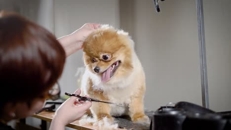 the hairdresser scours the extra dog hair from the dog's neck, the animal sits quietly and looks around