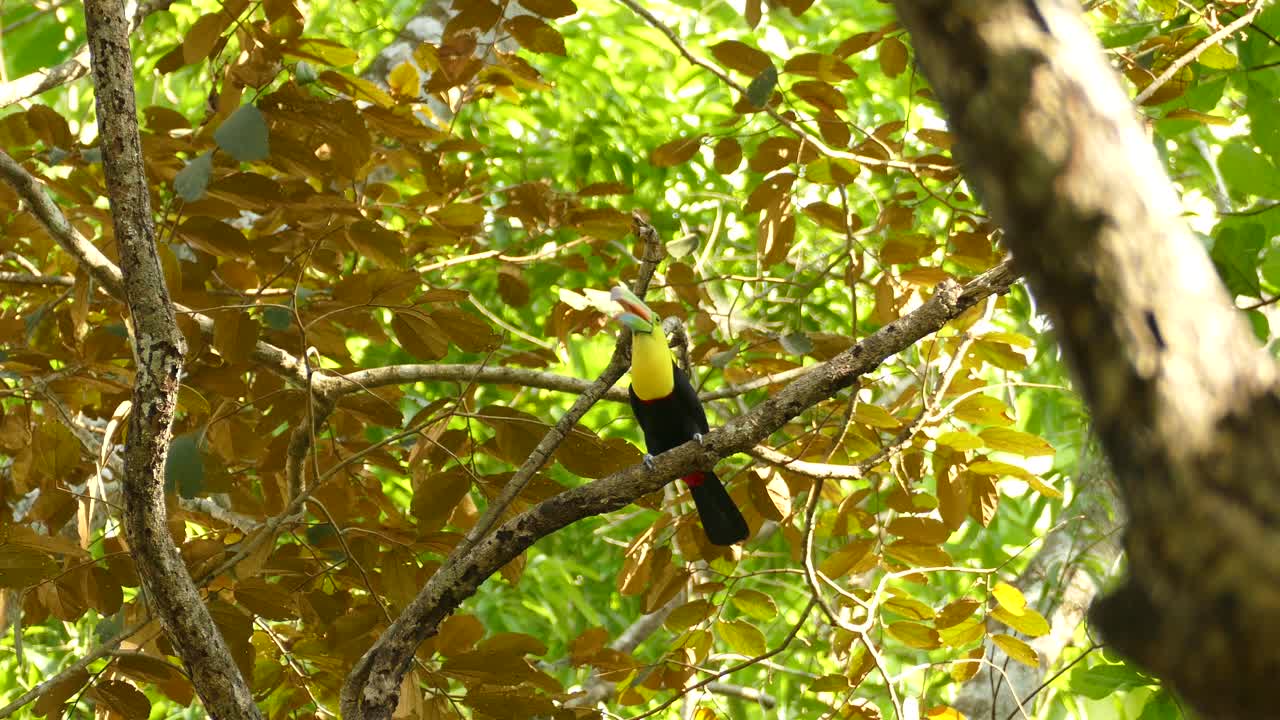 majestuoso tucano de quilla de pico de pie en una rama llamando a sus compañeros