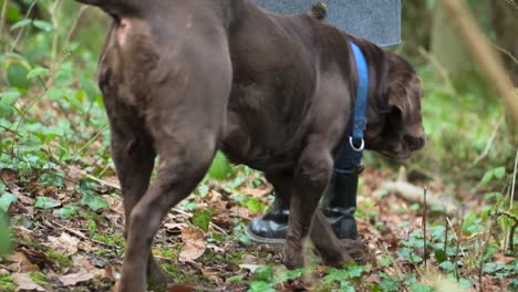 Strolling-through-an-Irish-forest-with-a-brown-chocolate-labrador