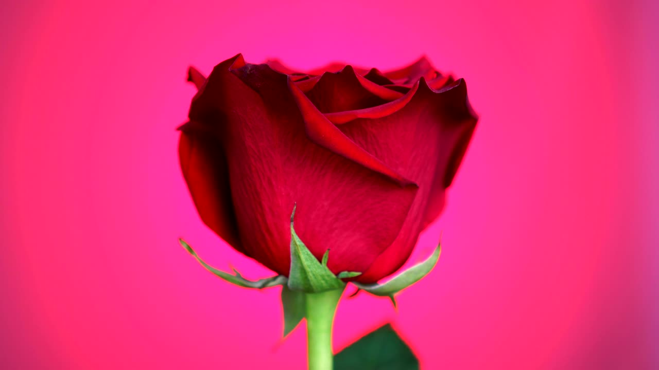 una rosa roja girada sobre un fondo rosado, símbolo del amor.