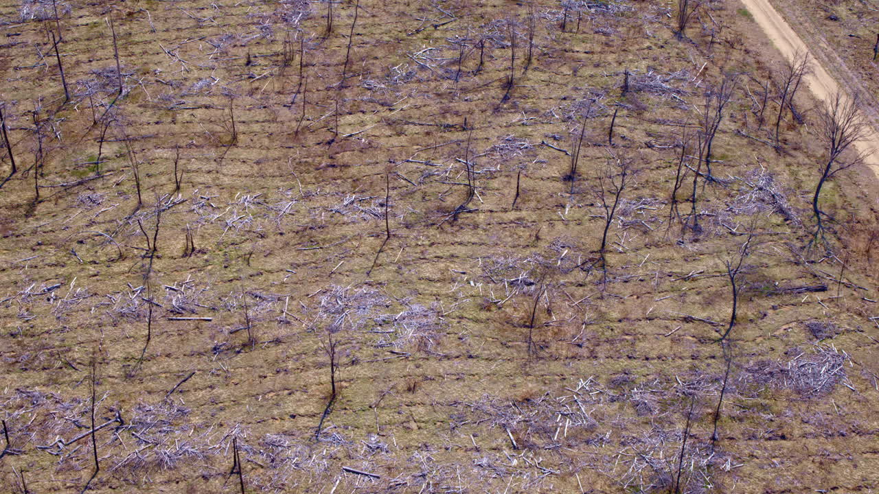 화재로 피해를 입은 숲 위를 날아다니는 드론의 영상입니다.