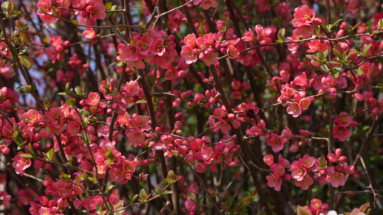 春の陽光の下、ピンク色の花が咲く枝の周りを飛び回る蜂の手持ちでのクローズアップ。受粉の様子と季節の自然風景。