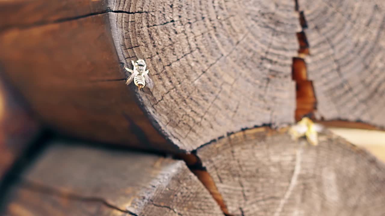Macro Slow motion Bees fly around the nest near the logs try to mate build a nest