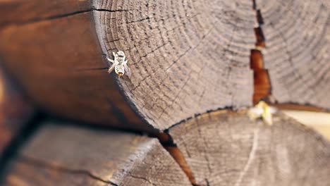 macro slow motion bees fly around the nest near the logs try to mate build a nest