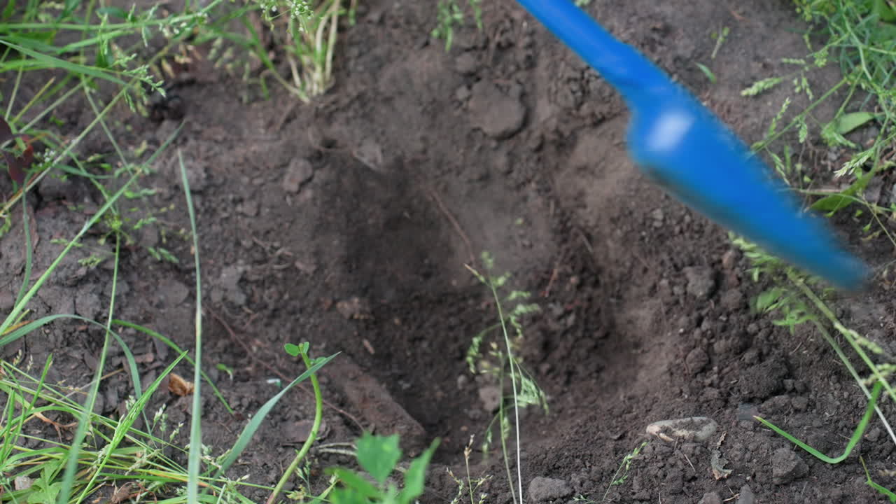 Blue Shovel Digging Soil Hole In Grassy Backyard, Small Patch Of Dark Earth, Loose Dirt Scattered, CloseUp Plastic Spade Stirring Roots And Weeds, Quiet Summer Atmosphere, Preparation For Planting