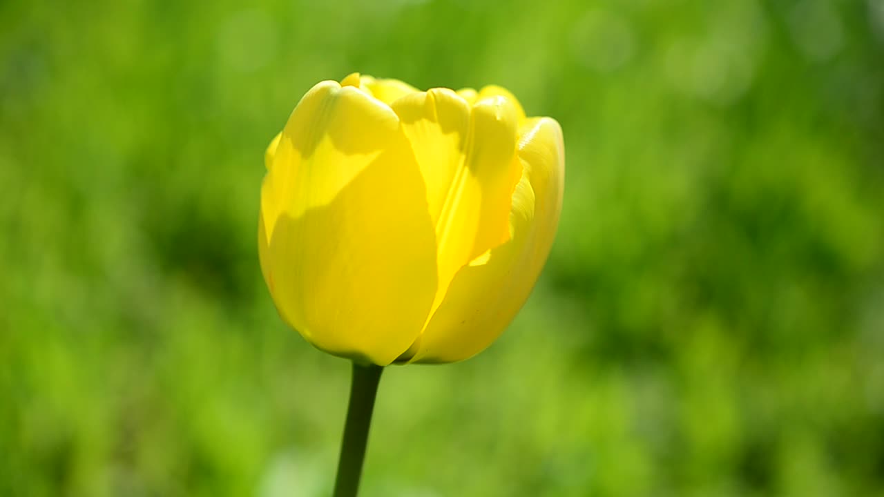 Tulppaanit keväällä