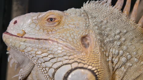 perfil lateral de una gran iguana verde