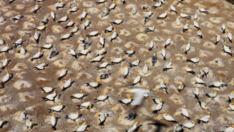 Giant-Colony-of-Ganet-Birds-nesting-on-rock,-Muriwai-New-Zealand