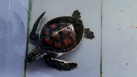 Top-view-of-a-tranquil-young-green-sea-turtle-in-a-corner-of-a-small-pool-of-a-turtle-rehabilitation-centre
