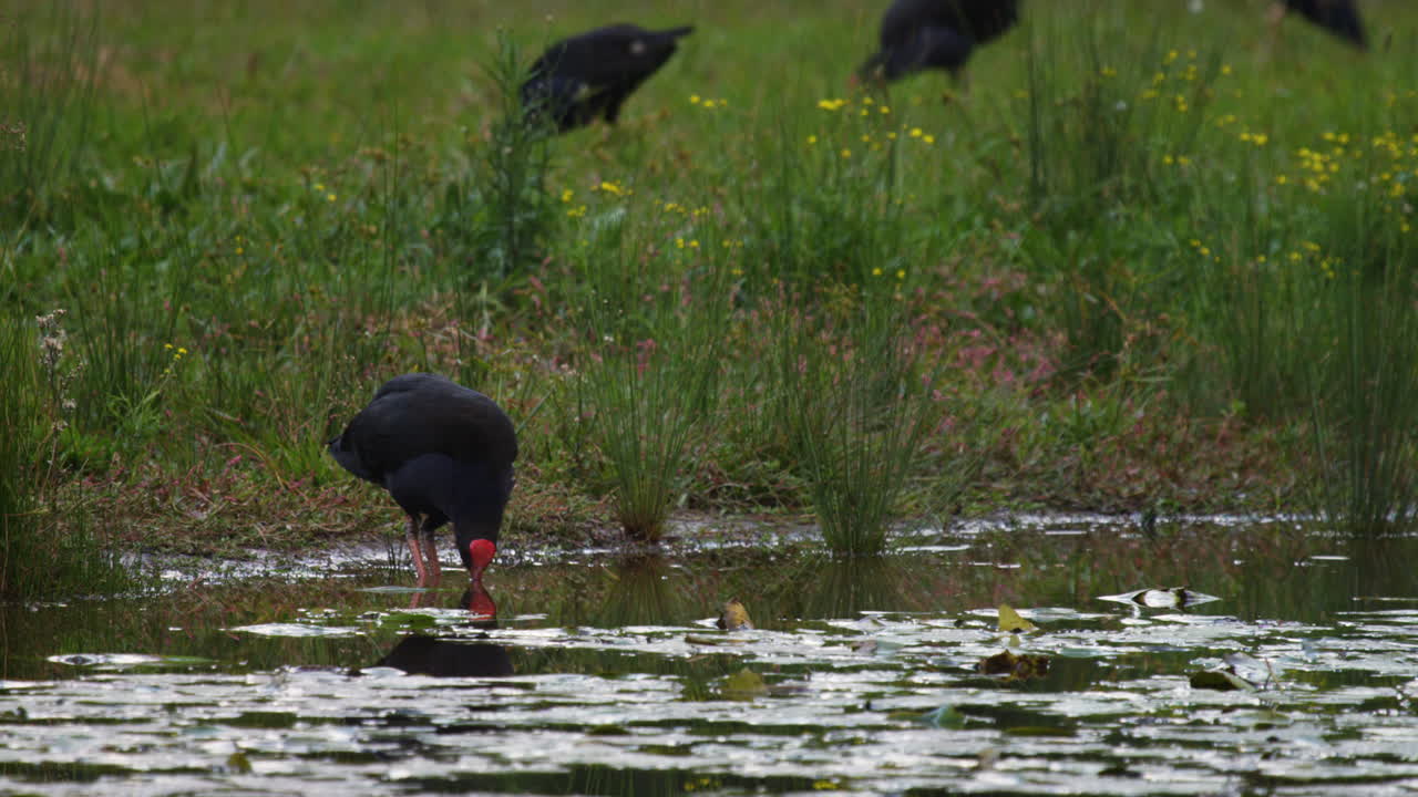 gallina de pantano parada al borde de un estanque