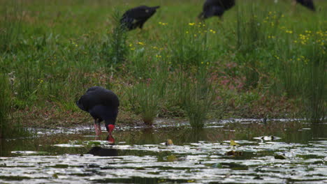 swamp hen standing at the edge of a pond