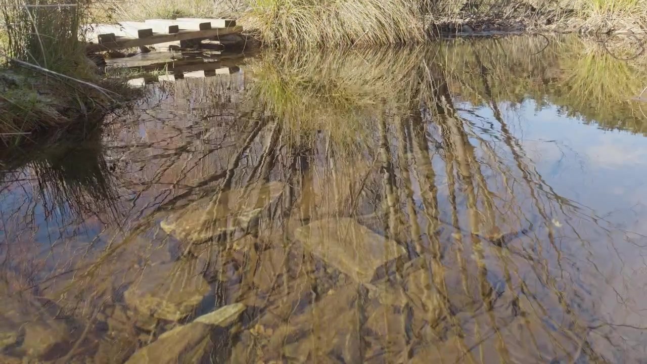 Eine rustikale Holzfußgängerbrücke überquert einen ruhigen Bach, umgeben von heimischen Gräsern und kahlen Bäumen. Der Fluss spiegelt an einem sonnigen Tag in Neuseeland einen Baum wider.