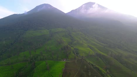 vuela sobre la granja de té verde fresco en la ladera de la montaña kembang