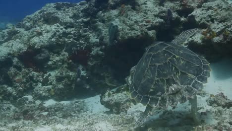 tortuga cozumel 06