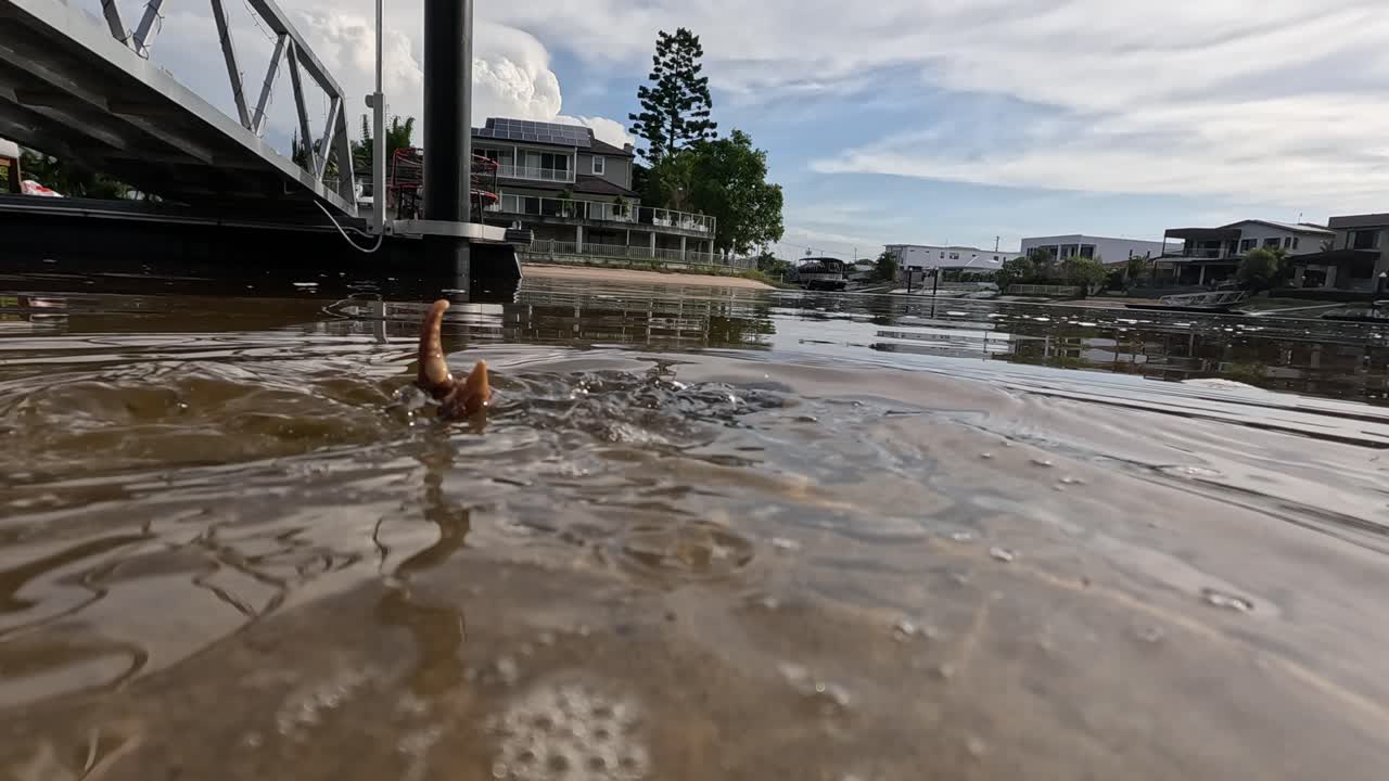 A mud crab moves from shore to underwater