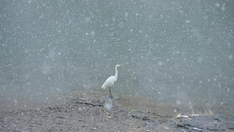 weißer japanischer egret im starken schnee am fluss, langsame bewegung