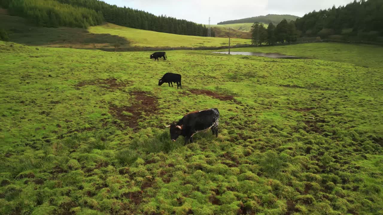 Aerial view from drone of Terceira Island - Herd of bulls grazing