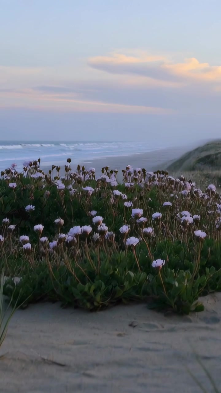Vertikal video: Starter tilbaketrekking, lavvinkelkamera avslører rosa sanddyneblomster på sandstrand.