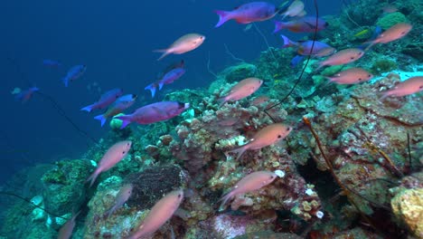 En-Un-Saludable-Arrecife-Caribeño,-El-Lábrido-Criollo-Púrpura-Y-El-Chromis-Plateado-Pasan-Junto-A-La-Cámara