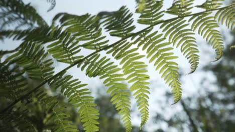 Planta-Que-También-Existió-En-La-Era-De-Los-Dinosaurios