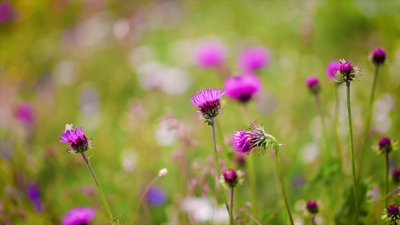la avispa recoge el néctar de las flores del cardo lechoso en los prados alpinos.