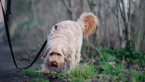 goldendoodle dog on a leash walking in autumn park next to unrecognizable owner - slow motion