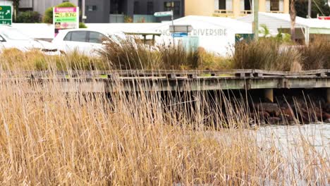 reeds by riverside with parked cars and buildings