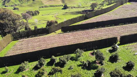 Luftaufnahme-über-Dem-Kiwi-Obstgarten-Mit-Leeren-Stöcken,-Die-Neues-Wachstum-In-Waiotahe-Beginnen