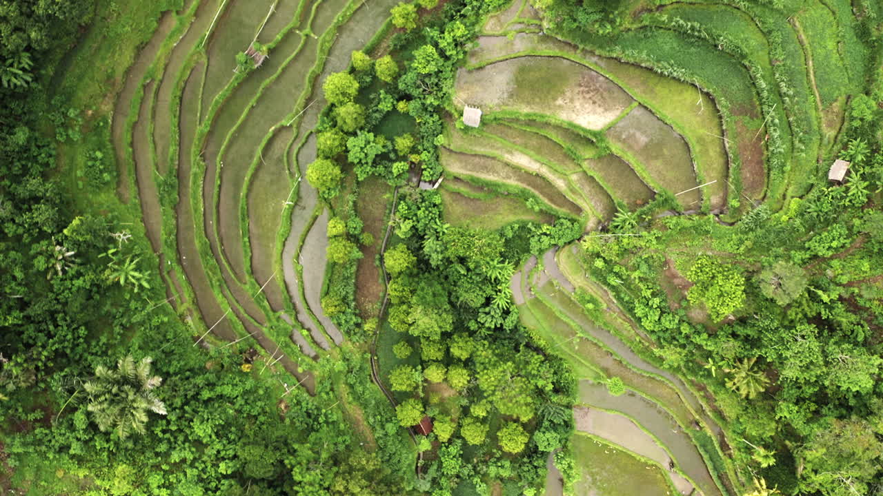terrazas de campos de arroz vírgenes en el paisaje de la selva tropical, tiro aéreo