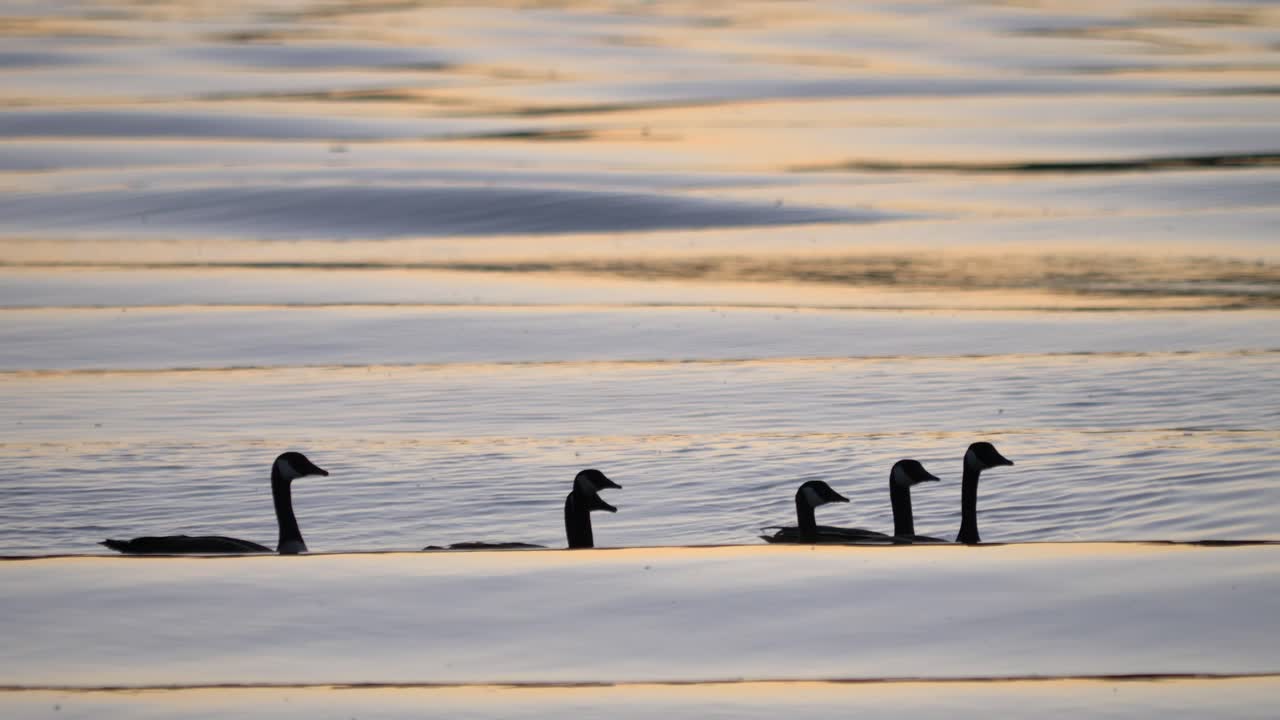 해가 지는 동안 캐나다 거위 의 실루 ⁇  된 무리 와 함께 파도 있는 물
