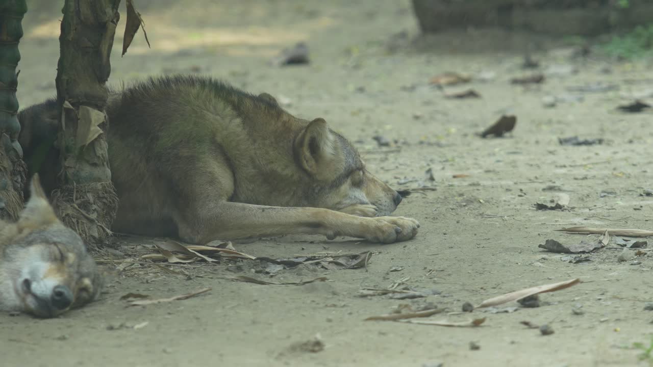 The Indian Grey Wolf in the zoo