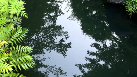 Serene-reflection-of-lush-greenery-on-a-calm-pond-surface,-creating-a-peaceful-scene