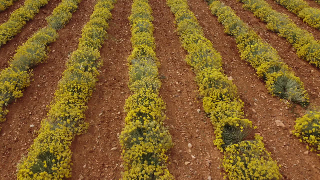 helichrysum italicum o planta de curry flores amarillas agricultura cultivo vista aérea