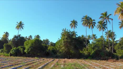 vista aérea de cultivos agrícolas cubiertos con película protectora de plástico